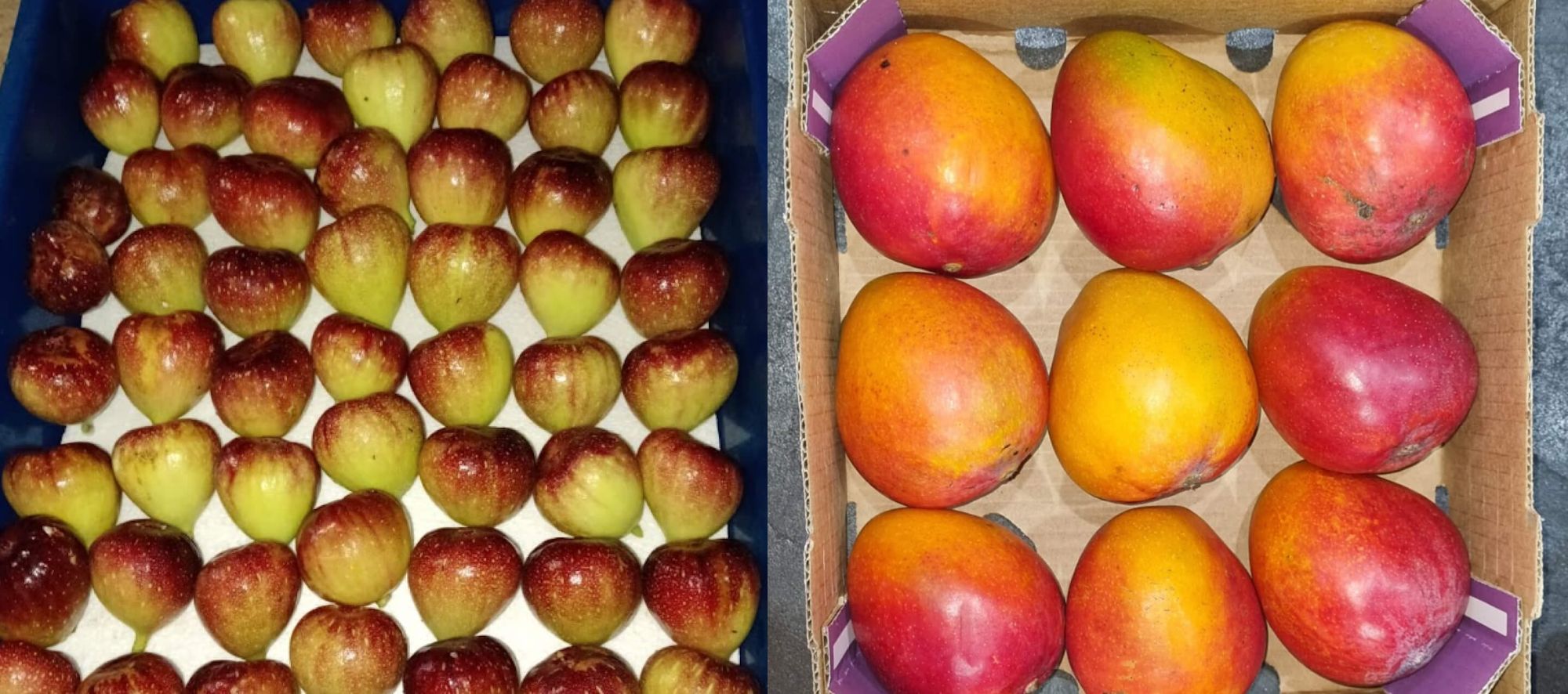 al-shambhala-orchard-agro-gallery-cover