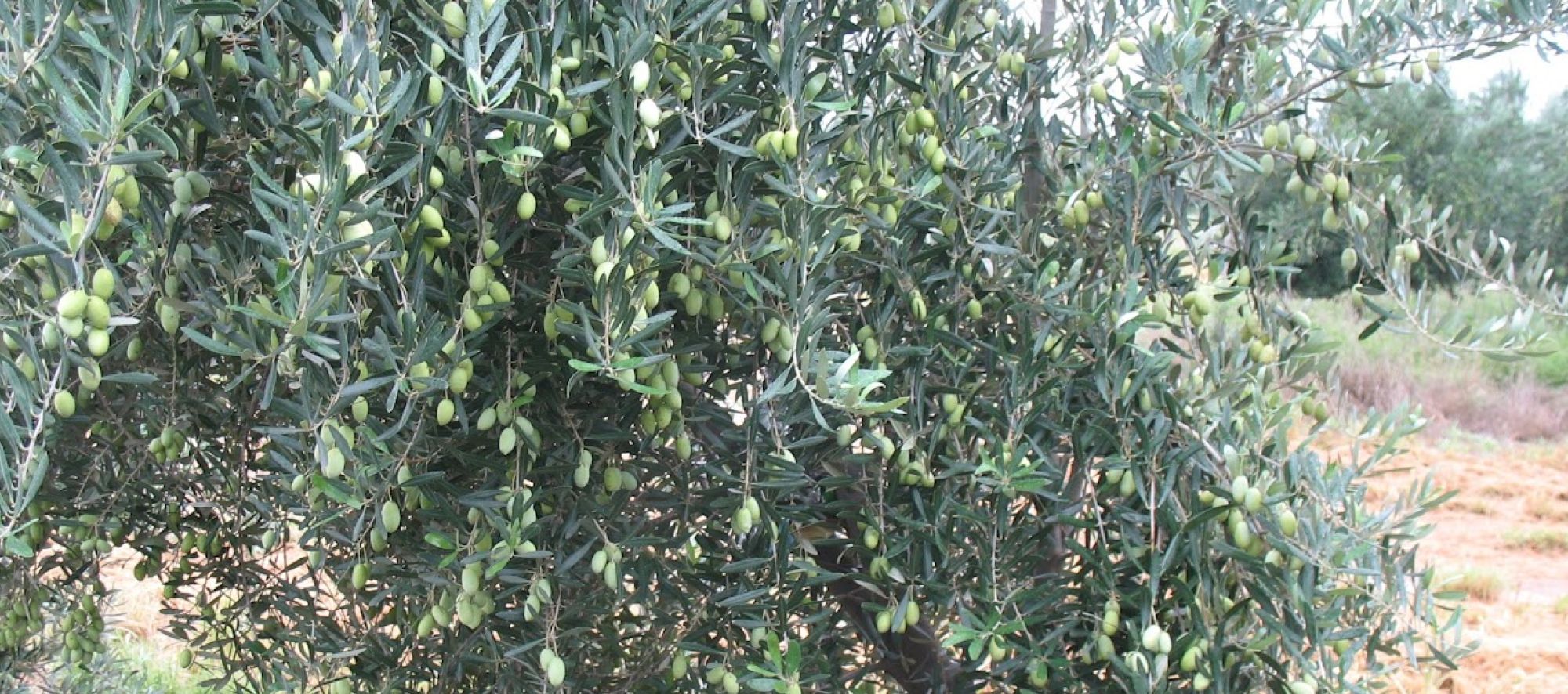 frontera-del-oeste-gallery-cover